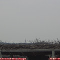 14_45-mast.jpg