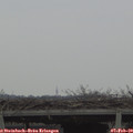 14_50-mast.jpg