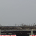 15_00-mast.jpg