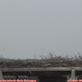 15_05-mast.jpg