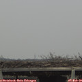 15_40-mast.jpg