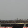 15_45-mast.jpg