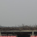 15_50-mast.jpg