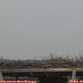 16_05-mast.jpg