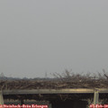 16_10-mast.jpg