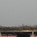 16_15-mast.jpg