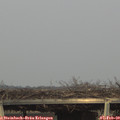 16_25-mast.jpg