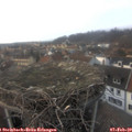 16_25-nest.jpg