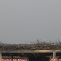 16_40-mast.jpg