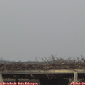 16_50-mast.jpg
