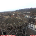 16_50-nest.jpg