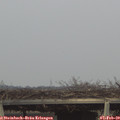 17_00-mast.jpg