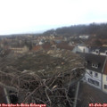 17_00-nest.jpg
