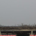 17_05-mast.jpg