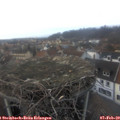 17_05-nest.jpg
