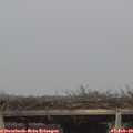 17_10-mast.jpg