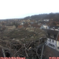 17_10-nest.jpg