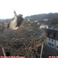 07_50-nest.jpg