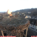 08_00-nest.jpg