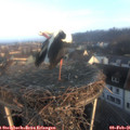 08_10-nest.jpg