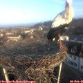 08_25-nest.jpg