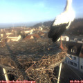 08_45-nest.jpg