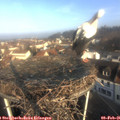08_50-nest.jpg