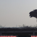 09_30-mast.jpg