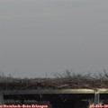 14_15-mast.jpg