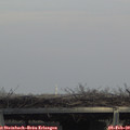 14_50-mast.jpg