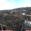 14_50-nest.jpg