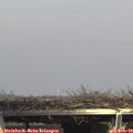 15_15-mast.jpg
