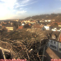 15_20-nest.jpg