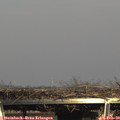 15_35-mast.jpg
