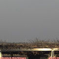 15_50-mast.jpg