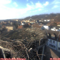 15_50-nest.jpg