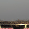 15_55-mast.jpg