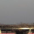 16_10-mast.jpg