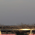 16_30-mast.jpg