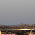16_40-mast.jpg