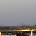 16_45-mast.jpg