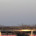16_50-mast.jpg