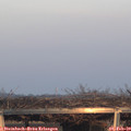 17_00-mast.jpg