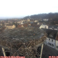 09_05-nest.jpg