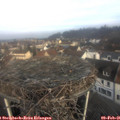 09_10-nest.jpg