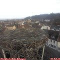 09_30-nest.jpg