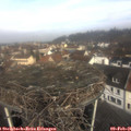 09_50-nest.jpg