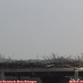 11_20-mast.jpg