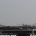 11_25-mast.jpg