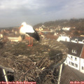 11_45-nest.jpg